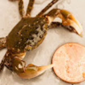 Meet your Posher, Harriet